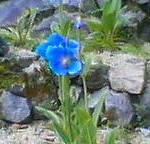 美しい色が独特で、咲き乱れている様は別世界です