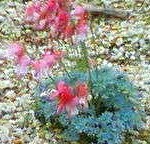 育てるのが何十年もかかっています。可愛いでしょ！