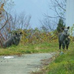 目の前で…ゴン太とキャッシー