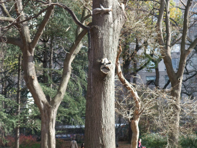樹には可愛い「リス」が三匹遊んでいました♪ 樹には可愛い「リス」が三匹遊んでいました♪