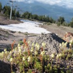 可憐な花と美しい風景「 by プロなみのカメラマンSaito」