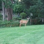 ゴルフ畳に鹿！何を見ているの？